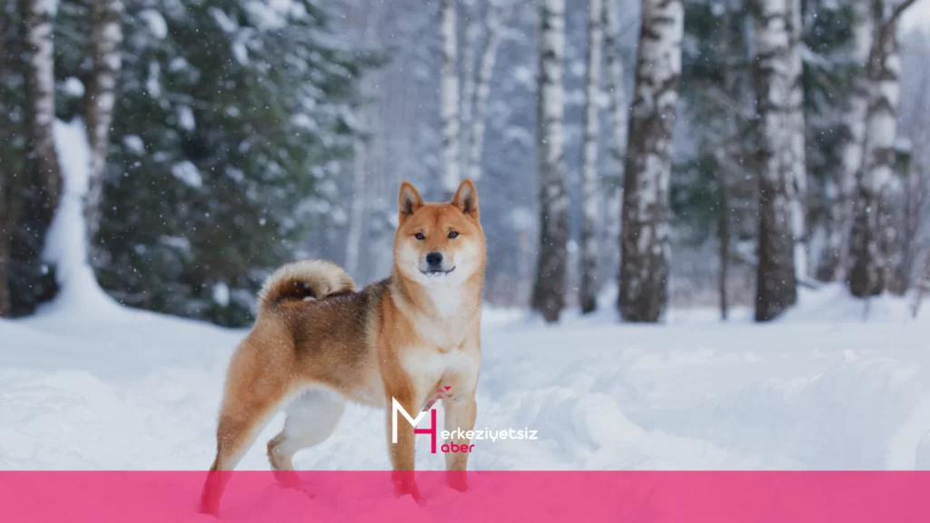 Shiba
