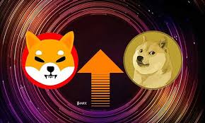 Shiba Shiba