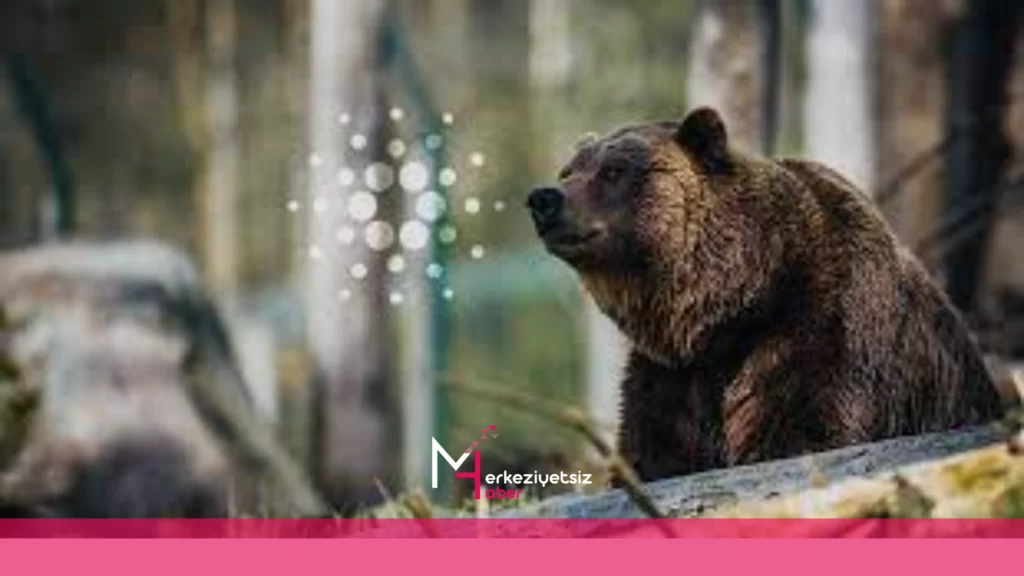 ADA 0,29 doların altına düştü